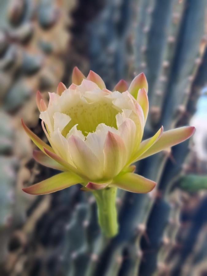 Cactus - Blooming Garden Apartments Kalamata Exteriör bild